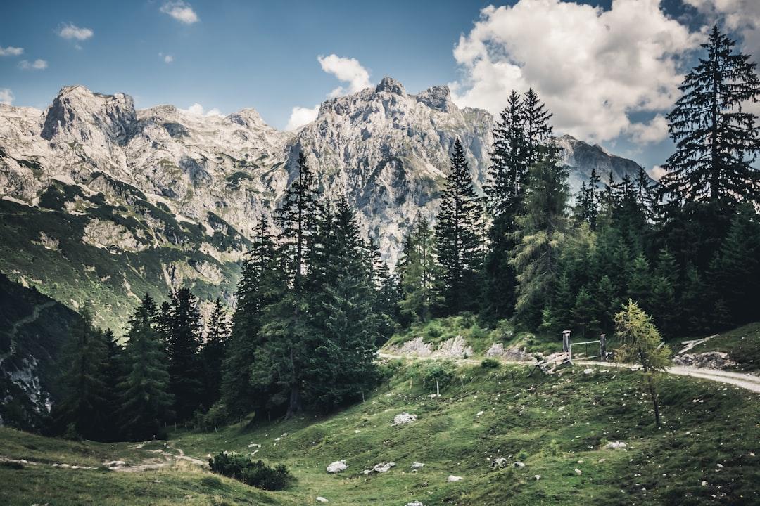 Asphalt road surrounded by trees from Quaritsch Photography on Unsplash