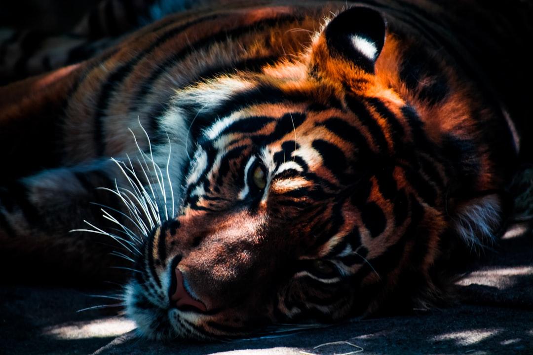 Photograph of sleeping tiger from Edewaa Foster on Unsplash