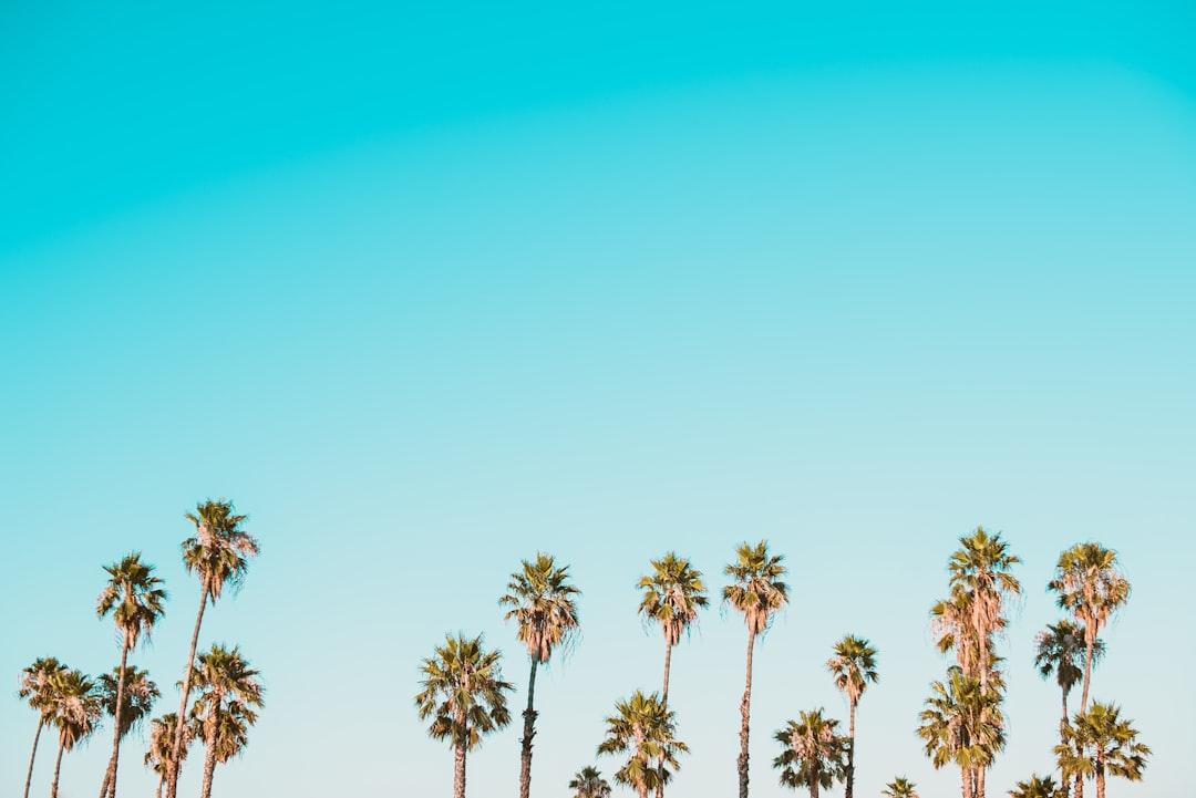 Green-and-brown palm trees under clear blue sky from Corey Agopian on Unsplash