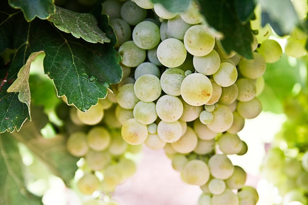 Selective-focus photography of green grapes from Nacho Domínguez Argenta on Unsplash Cảnh giác với rượu giả