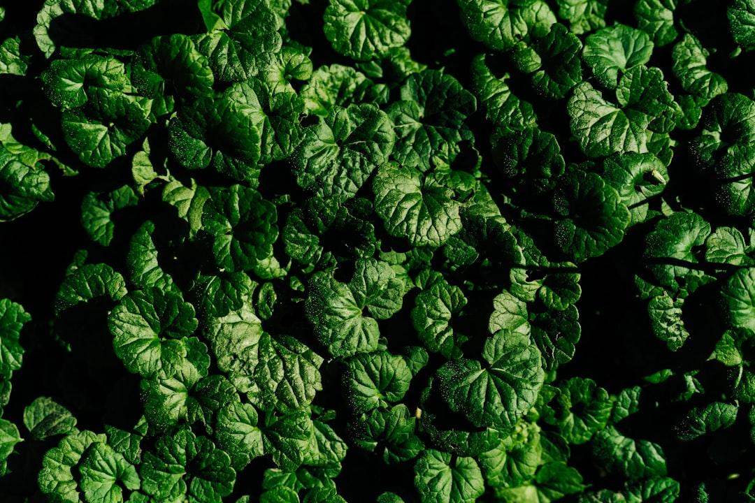 A close up of a bunch of green leaves from Vitalii Khodzinskyi on Unsplash Chế độ ăn của bạn có đủ chất sắt?