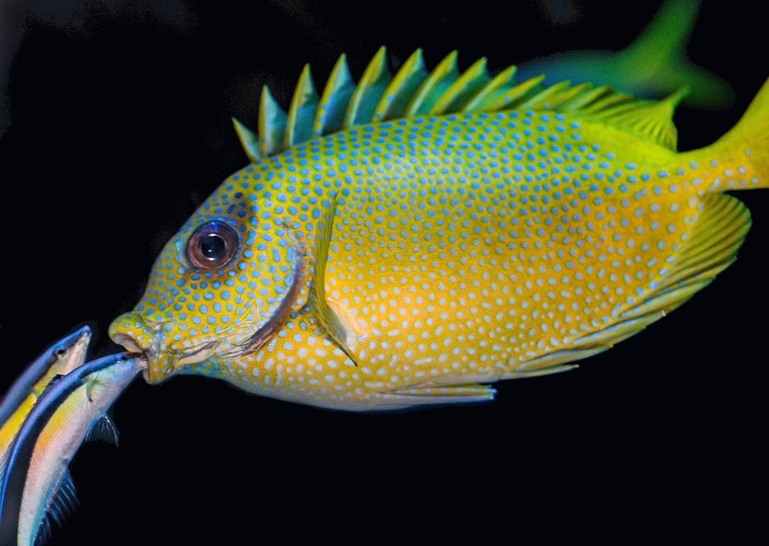 Two fish peeking on mouth of yellow and green fish from David Clode on Unsplash Tác dụng kỳ diệu của dầu cá