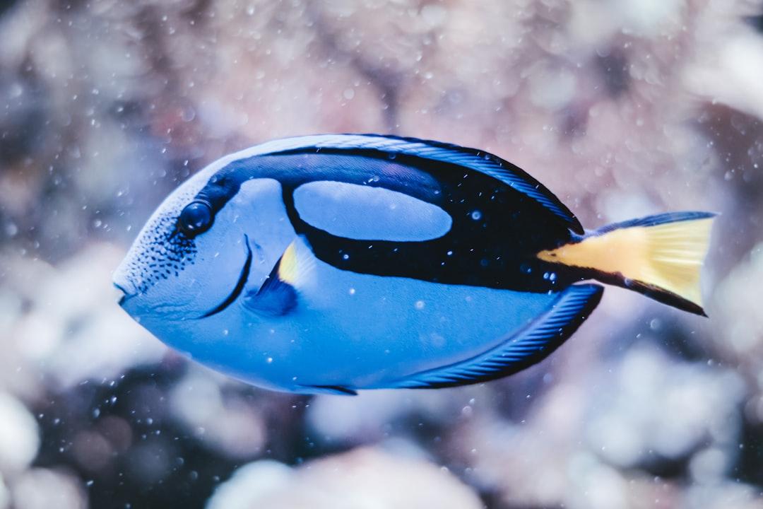 blue and black fish Bệnh vảy cá, chàm khô, mề đay đang gia tăng
