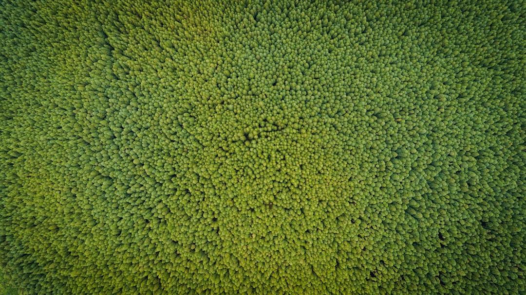 Aerial photography of green trees from César Couto on Unsplash