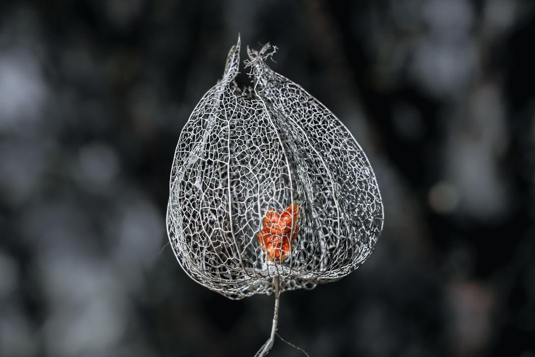 A wire bag with an orange flower inside of it from Nastia Petruk on Unsplash Viêm đại tràng nên chữa từ gốc hay từ ngọn?