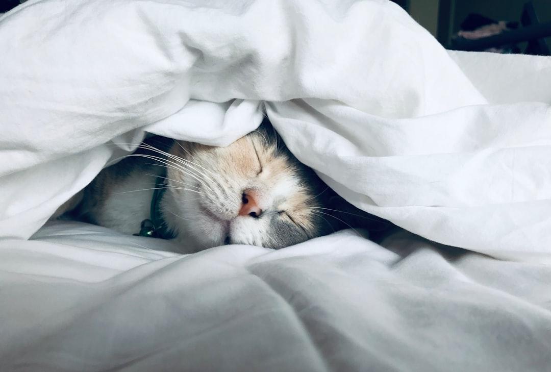 White cat sleeps under white comforter from Kate Stone Matheson on Unsplash Rối loạn giấc ngủ ở trẻ em