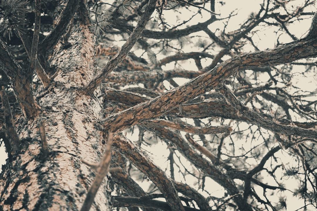 Bare tree in low angle photo from Nathan Trampe on Unsplash Cắt bao quy đầu có giúp kéo dài 'chuyện ấy'?