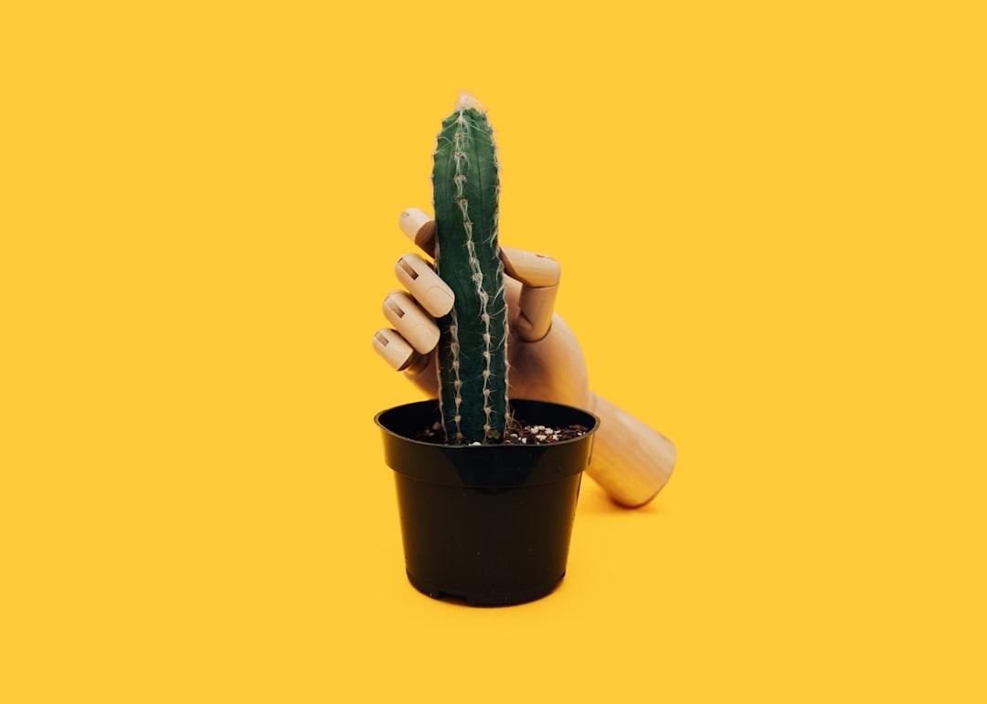 Hand mannequin holding green cactus plant from charlesdeluvio on Unsplash 'Ăn cơm trước kẻng' khiến đàn ông dễ bị xuất tinh sớm