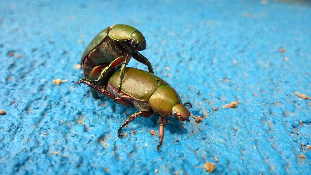 Scarab beetle mating from Romi Yusardi on Unsplash Nhân đôi khoái cảm với độc chiêu thú vị