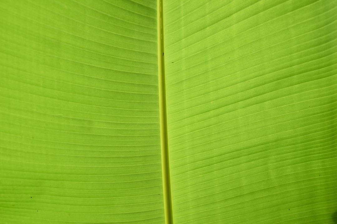Green banana leaf from Leo Chane on Unsplash Chế biến rau xanh không mất đi dinh dưỡng