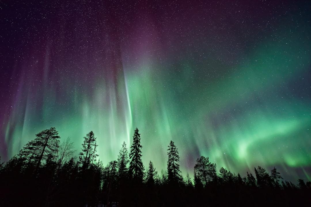 Silhouette of trees near aurora borealis at night from Vincent Guth on Unsplash Cần thận trọng để tránh ngộ độc thuốc Đông y