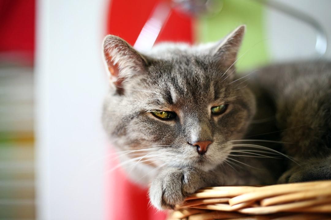 selective focus photography of gray cat Viêm mũi dị ứng