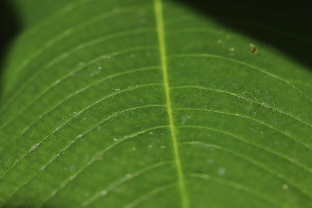 a close up of a green leaf with drops of water on it Màu da và vẻ đẹp của làn da
