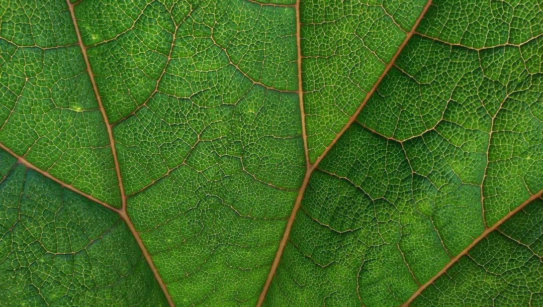 green leaf