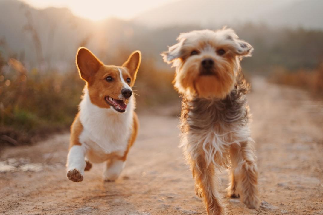 two brown and white dogs running dirt road during daytime Lợi và hại của mật gấu