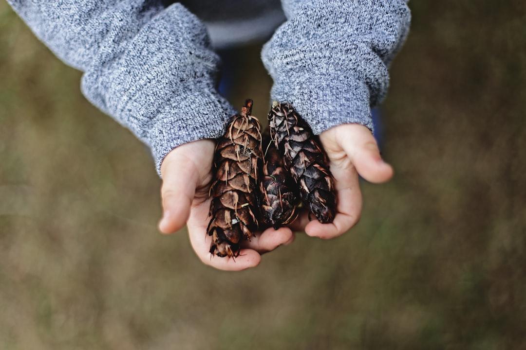 Selective focus photography of person holding pine cones from Ksenia Makagonova on Unsplash