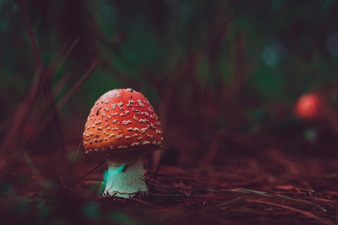 Red mushroom from Timothy Dykes on Unsplash