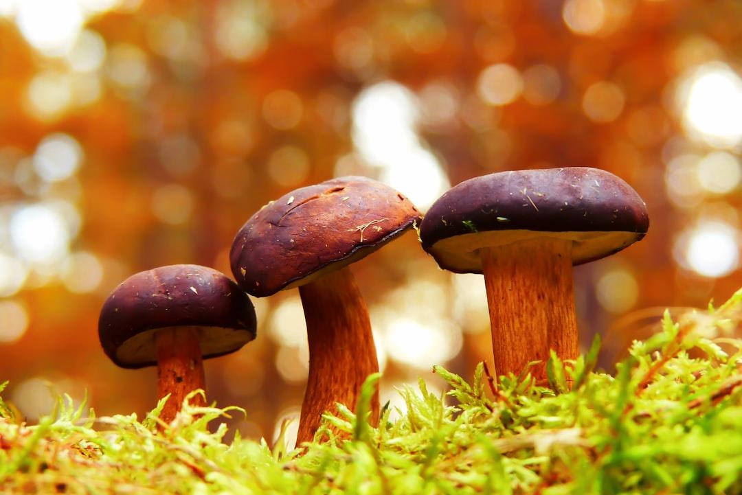 Selective focus photography of fungi from Krzysztof  Niewolny on Unsplash Ðộc tố nấm Aflatoxin