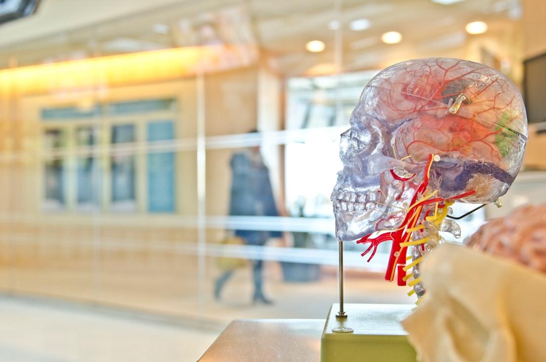 Selective focus phot of artificial human skull from jesse orrico on Unsplash
