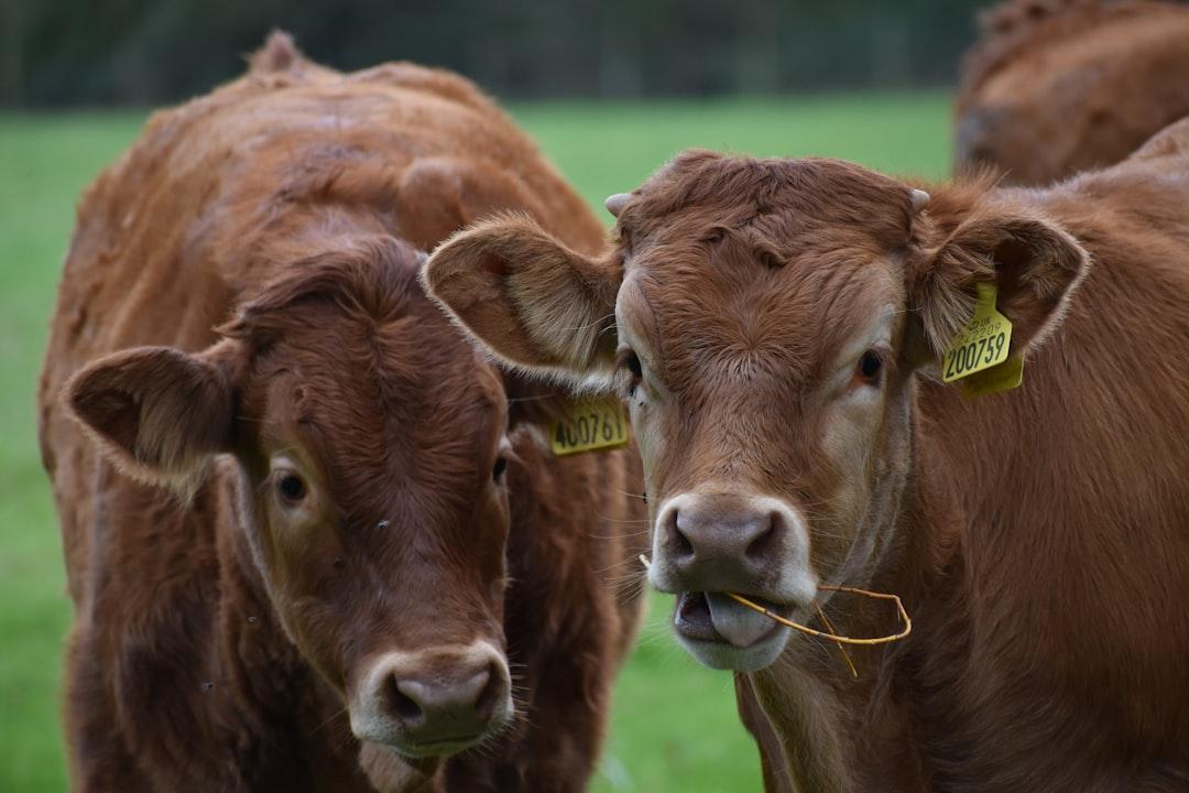 Three brown cows with tags on their ears from Kat Damant on Unsplash Bài giảng mắt - MỞ ĐẦU